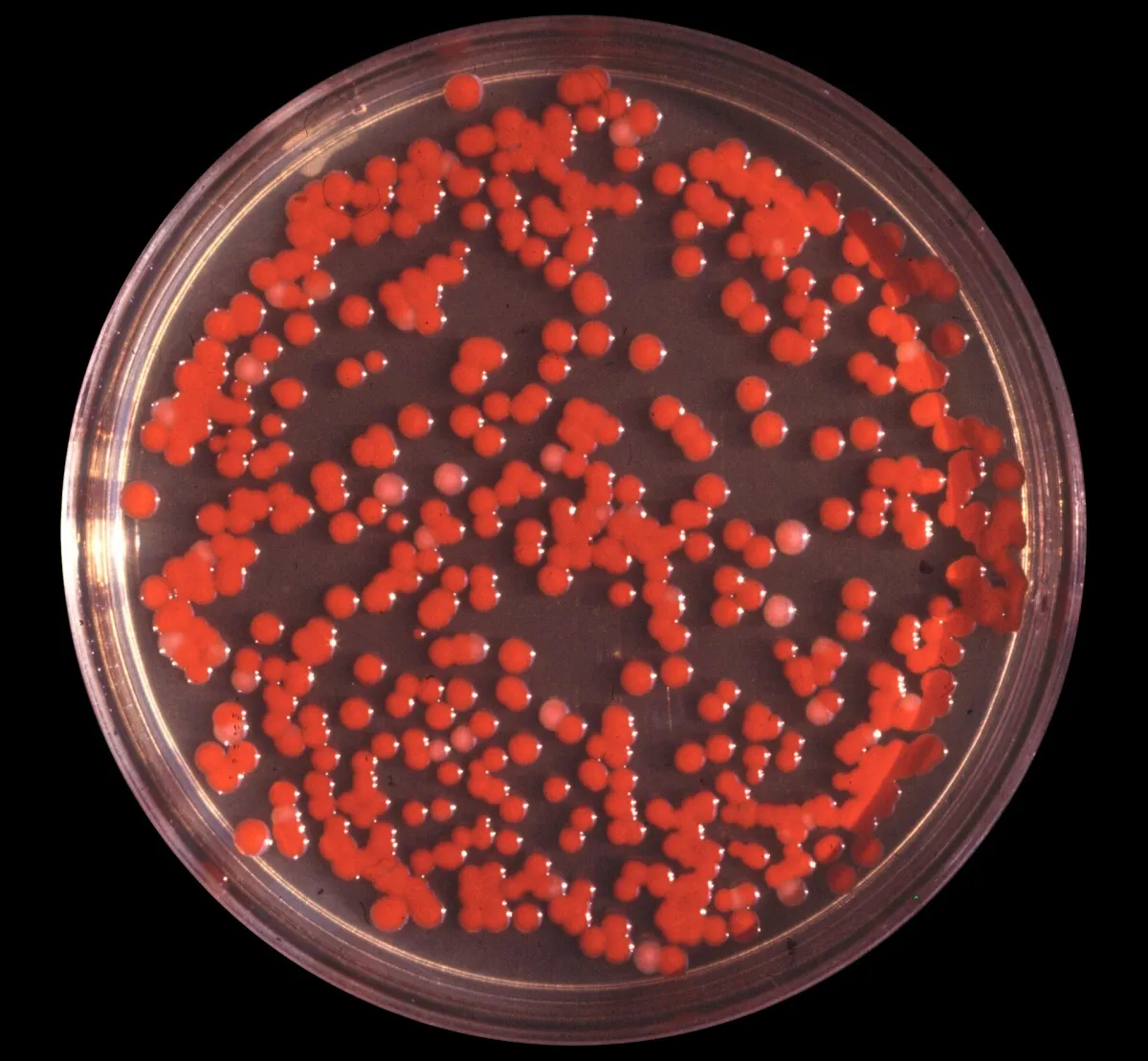 A petri dish crowded with bright red colonies of Serratia marcescens growing on agar.